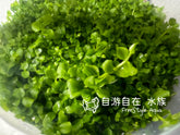 ADA 趴地矮珍珠 Micranthemum Monte Carlo IC029